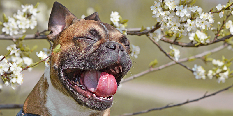 放置すると危険！犬の花粉症 シャンプーで花粉症を和らげられる⁉ 獣医師が教える正しい予防・対処方法 2022年4月29日より “Rakuten STAY” にてハグワン商品を期間限定で設置開始