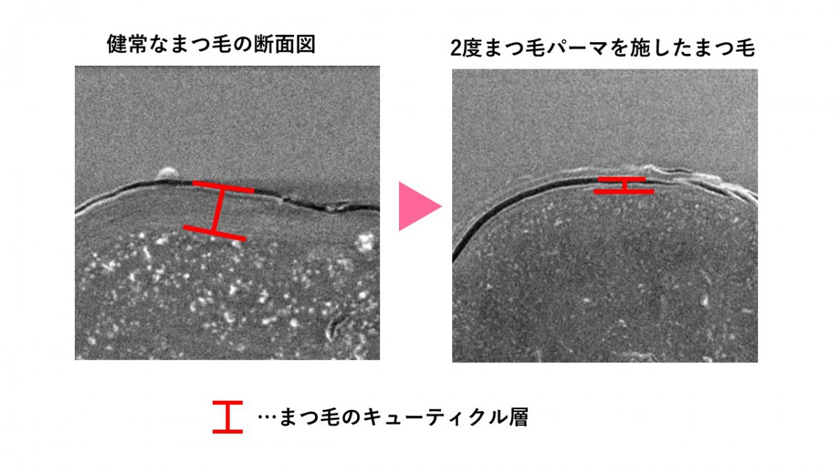 0229キューティクル層