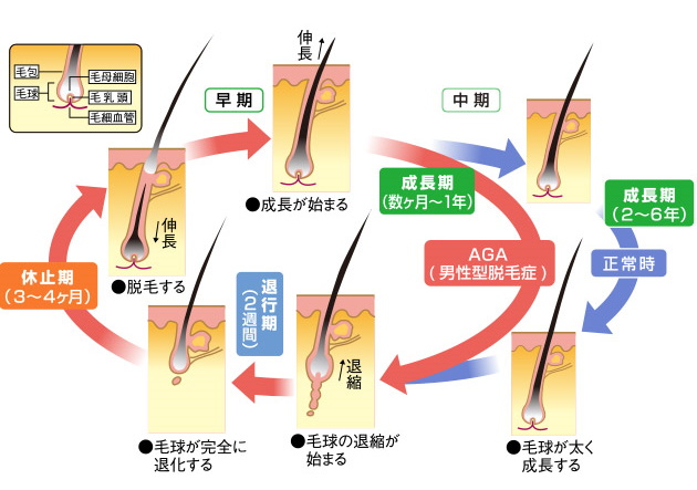 髪の毛が生えるメカニズム