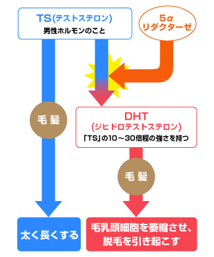 男性ホルモンが髪の成長を抑える！？