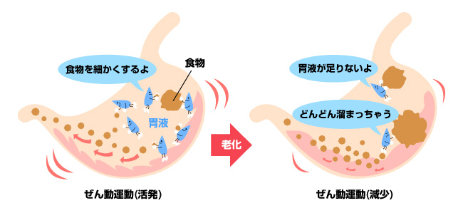 焼き肉や脂っぽいラーメンを食べると 胃がもたれる アンファーからだエイジング 専門ドクター監修