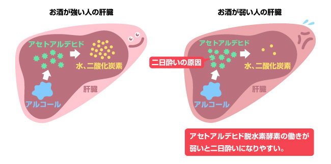 以前と変わらない酒量なのに すぐに酔ってしまう アンファーからだエイジング 専門ドクター監修