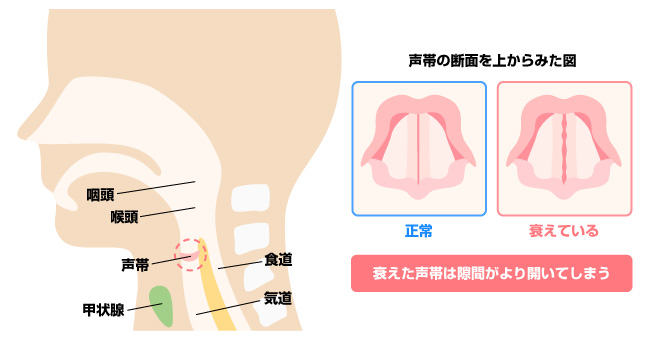 おじいちゃんの「しわがれ声」の原因は？