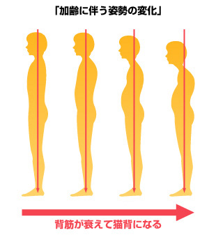 猫背の原因は「背筋」の衰え