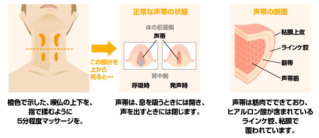 声帯の筋力低下とヒアルロン酸不足