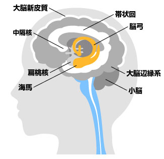 加齢すると、物覚えが悪くなってしまうかも!?