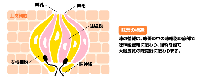 味蕾の数が減ることで味覚が鈍る