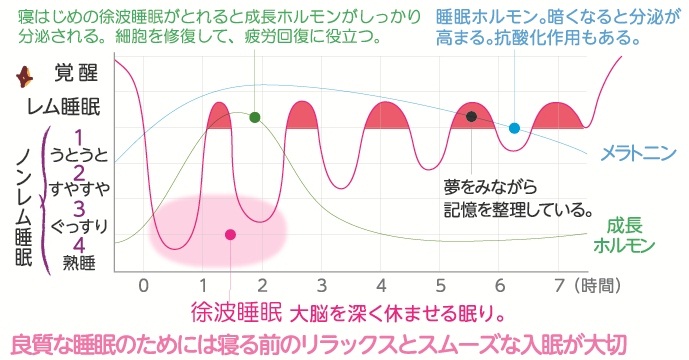 睡眠サイクルのグラフ