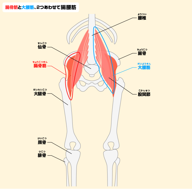 理由その１・筋肉の衰え