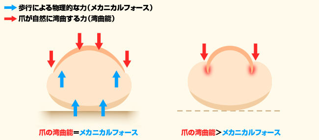 歩行によるメカニカルフォース（物理的な力）が、爪の変形に関与