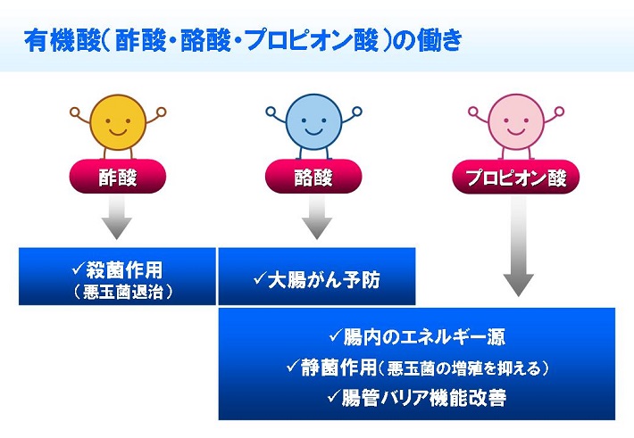 有機酸（酢酸・酪酸・プロピオン酸）の働き