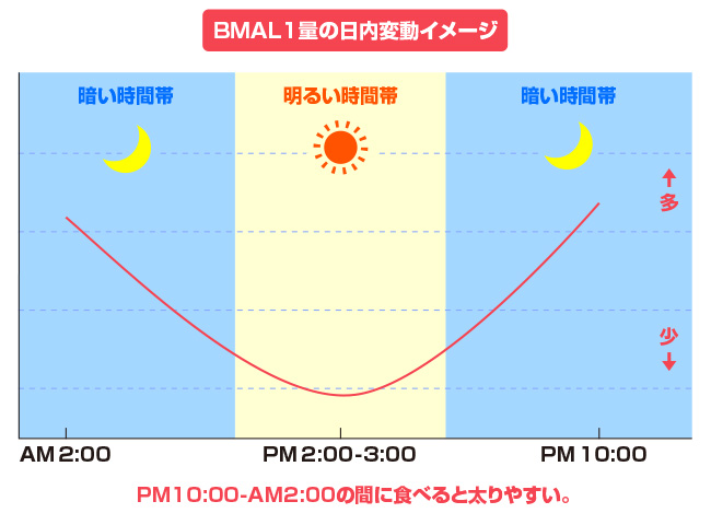 午後10時～午前2時頃に食べたモノは、脂肪になりやすい