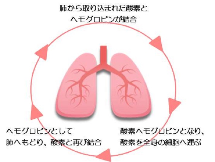 酸素解離曲線（さんそかいりきょくせん）