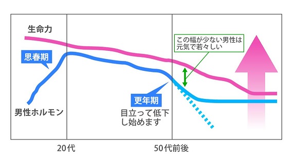 【これだけはおさえておこう！男性ホルモン分泌の特徴】