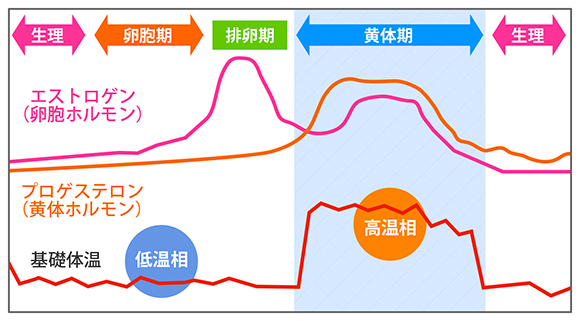 ダイエットやデートで失敗しないための女性ホルモンの法則 アンファーからだエイジング 専門ドクター監修