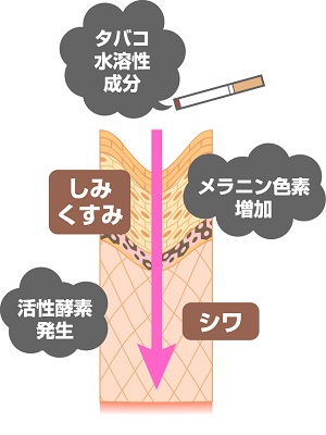 タバコは見た目の老化を驚くほど加速させる！