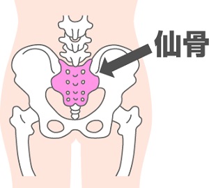 英語で「神が宿る」と言われる“仙骨”が姿勢の要