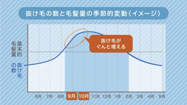 抜け毛の時期