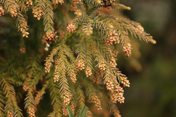 すでに到来！　今年の花粉シーズン