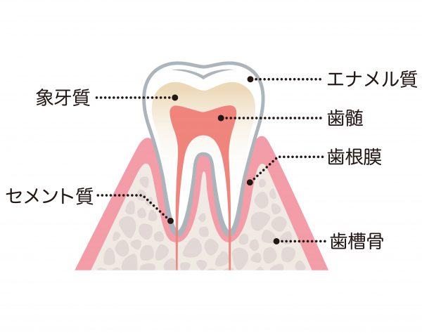 歯の仕組み