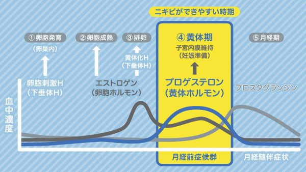 生理前の“黄体期”はニキビの要注意時期