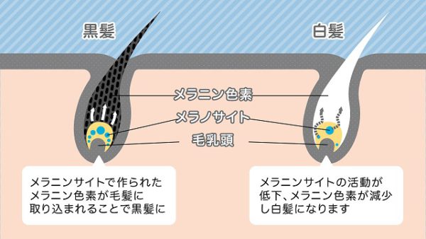 黒髪と白髪の違い