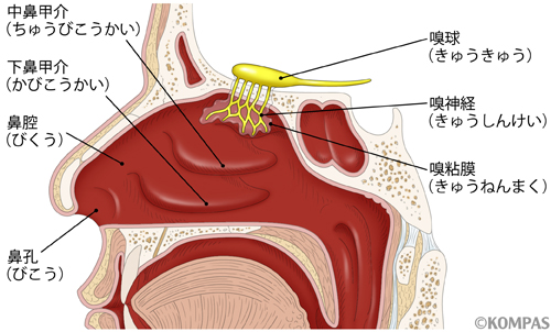 鼻 の 奥 が 詰まる