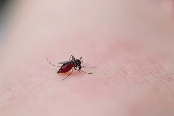 幼児 虫 刺され 水ぶくれ