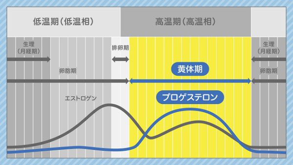 生理周期の図