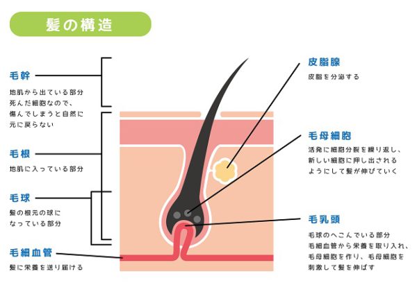 毛乳頭のはたらきを活発にするミノキシジル